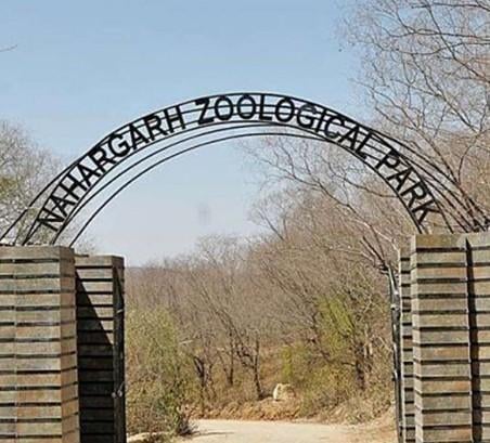 Female sanitation worker killed in tiger attack at Jaipur biological park