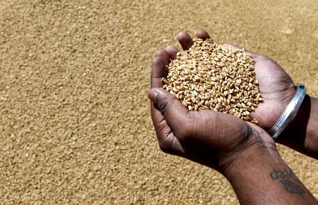 Govt removes export curbs on wheat flour, maida, semolina