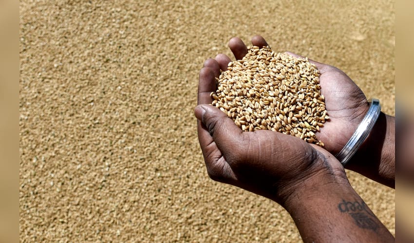 Govt removes export curbs on wheat flour, maida, semolina