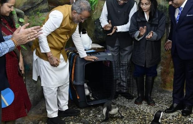 Gujarat: Ahmedabad Science City welcomes two new penguin chicks as 'Space Festival' begins (Photo: IANS)