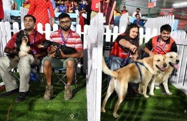 Gujarat: Nearly 20,000 pet dogs registered in Ahmedabad; Labradors emerge as 'most popular' breed