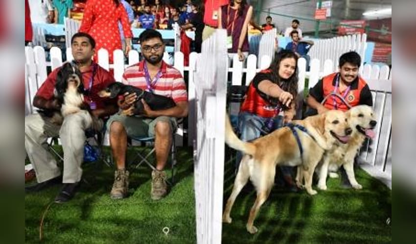 Gujarat: Nearly 20,000 pet dogs registered in Ahmedabad; Labradors emerge as 'most popular' breed