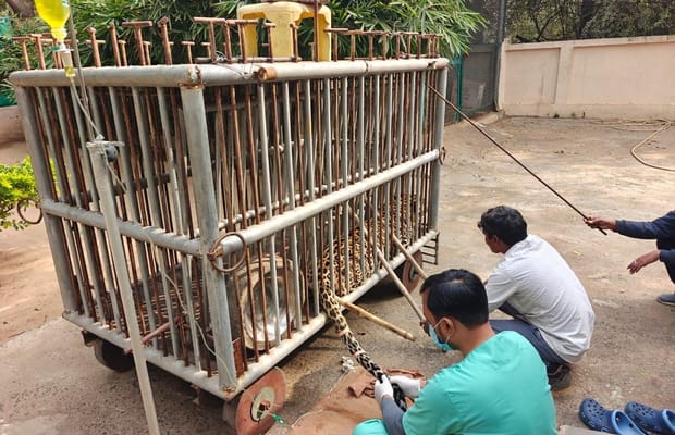 Gujarat: Road accident left leopard paralysed; months of rehabilitation help it walk again