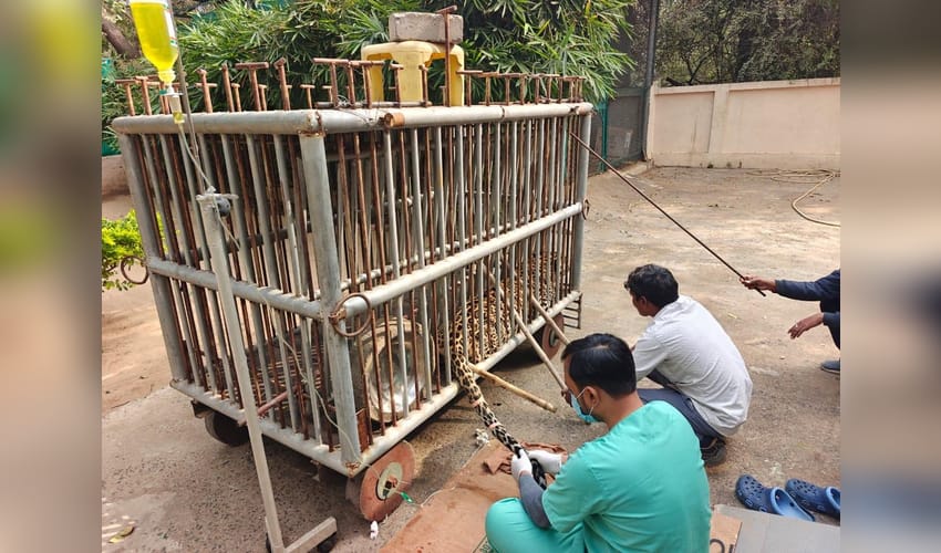 Gujarat: Road accident left leopard paralysed; months of rehabilitation help it walk again
