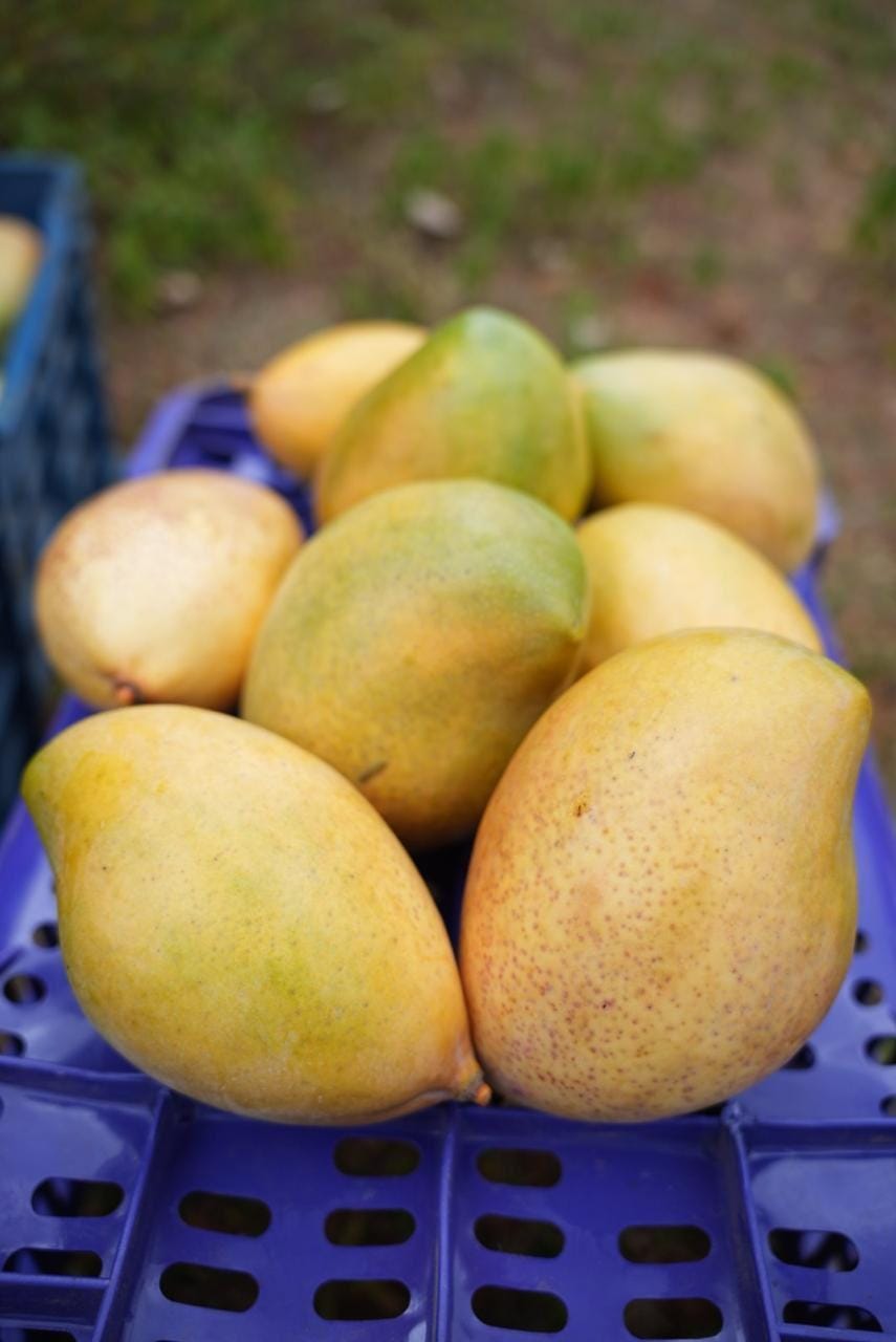 India exports Neelam, Totapuri mangoes to Maldives for first time