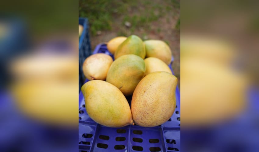 India exports Neelam, Totapuri mangoes to Maldives for first time