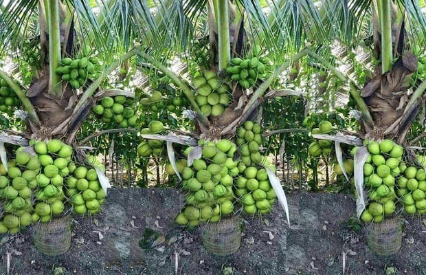 India tops global coconut production with 31.24 pc of output