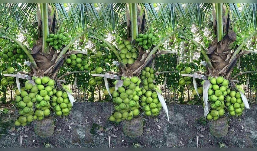 India tops global coconut production with 31.24 pc of output