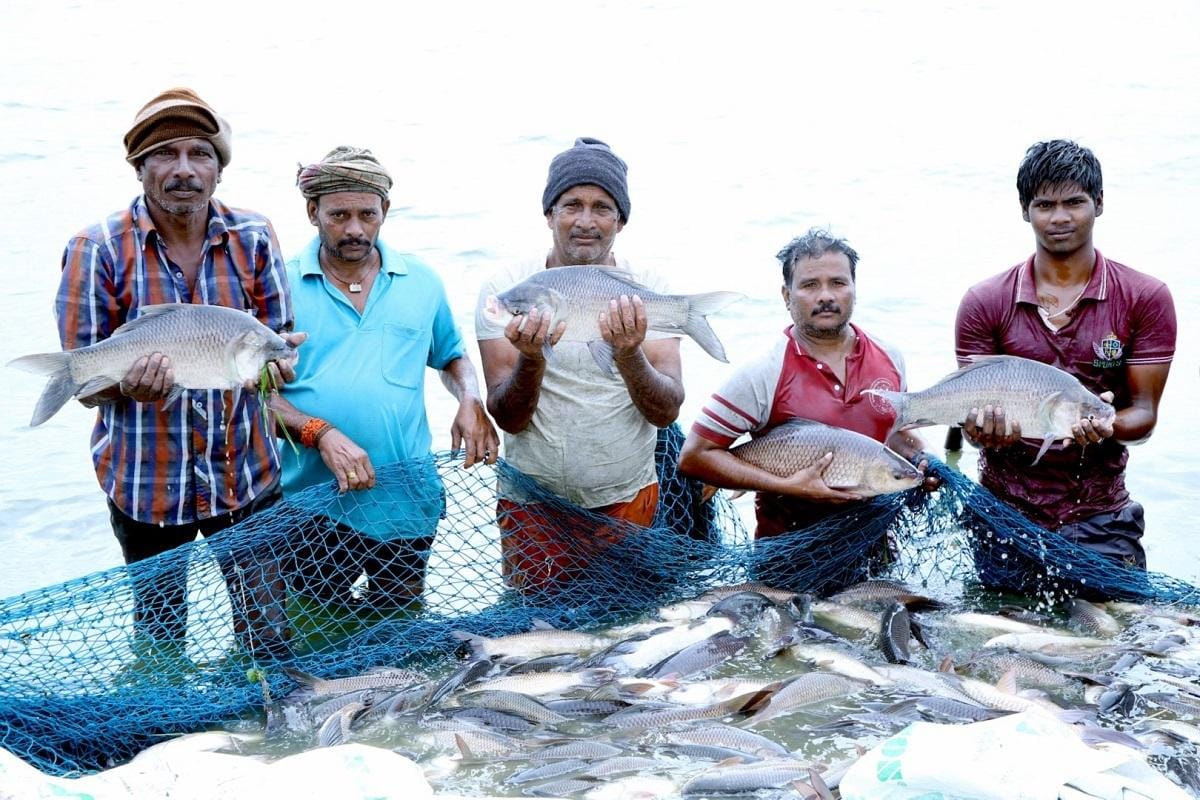 India world’s 2nd-largest fish producer, contributes 8 pc to global output