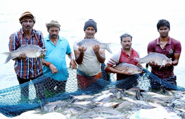 India world’s 2nd-largest fish producer, contributes 8 pc to global output