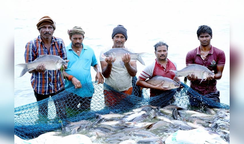 India world’s 2nd-largest fish producer, contributes 8 pc to global output
