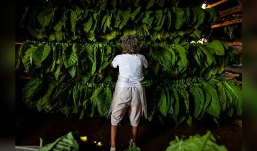 Jagan Mohan Reddy to visit tobacco auction centre in West Godavari, interact with farmers