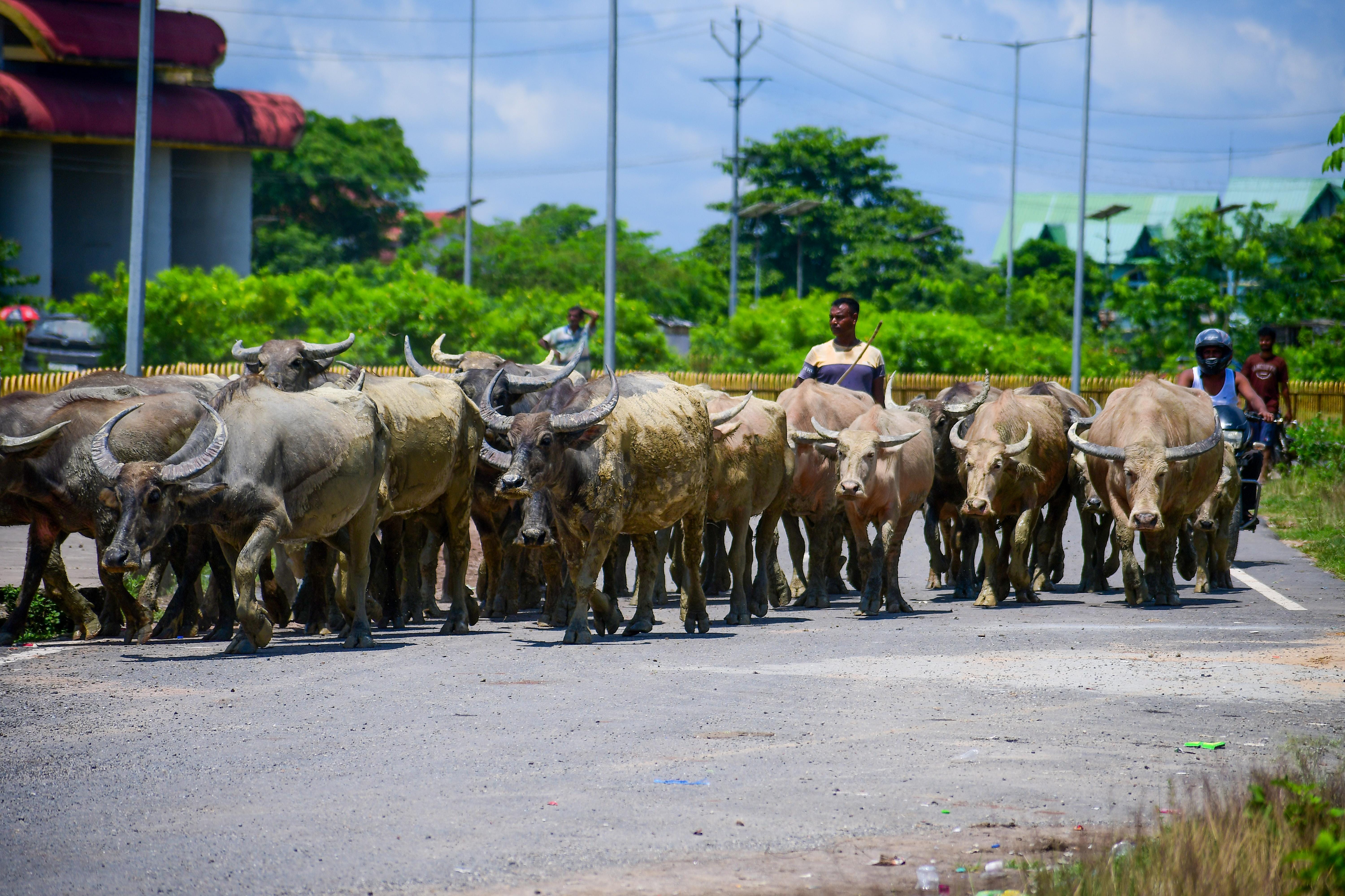 Jorhat: Villager herds buffaloes across highway