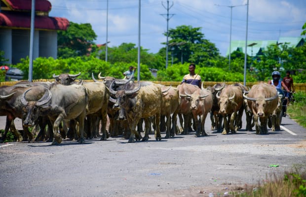 Jorhat: Villager herds buffaloes across highway