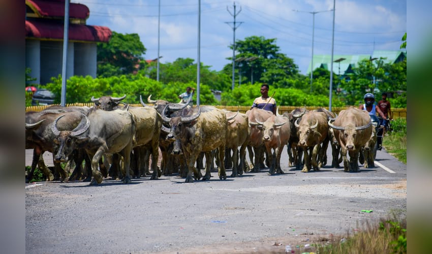 Jorhat: Villager herds buffaloes across highway