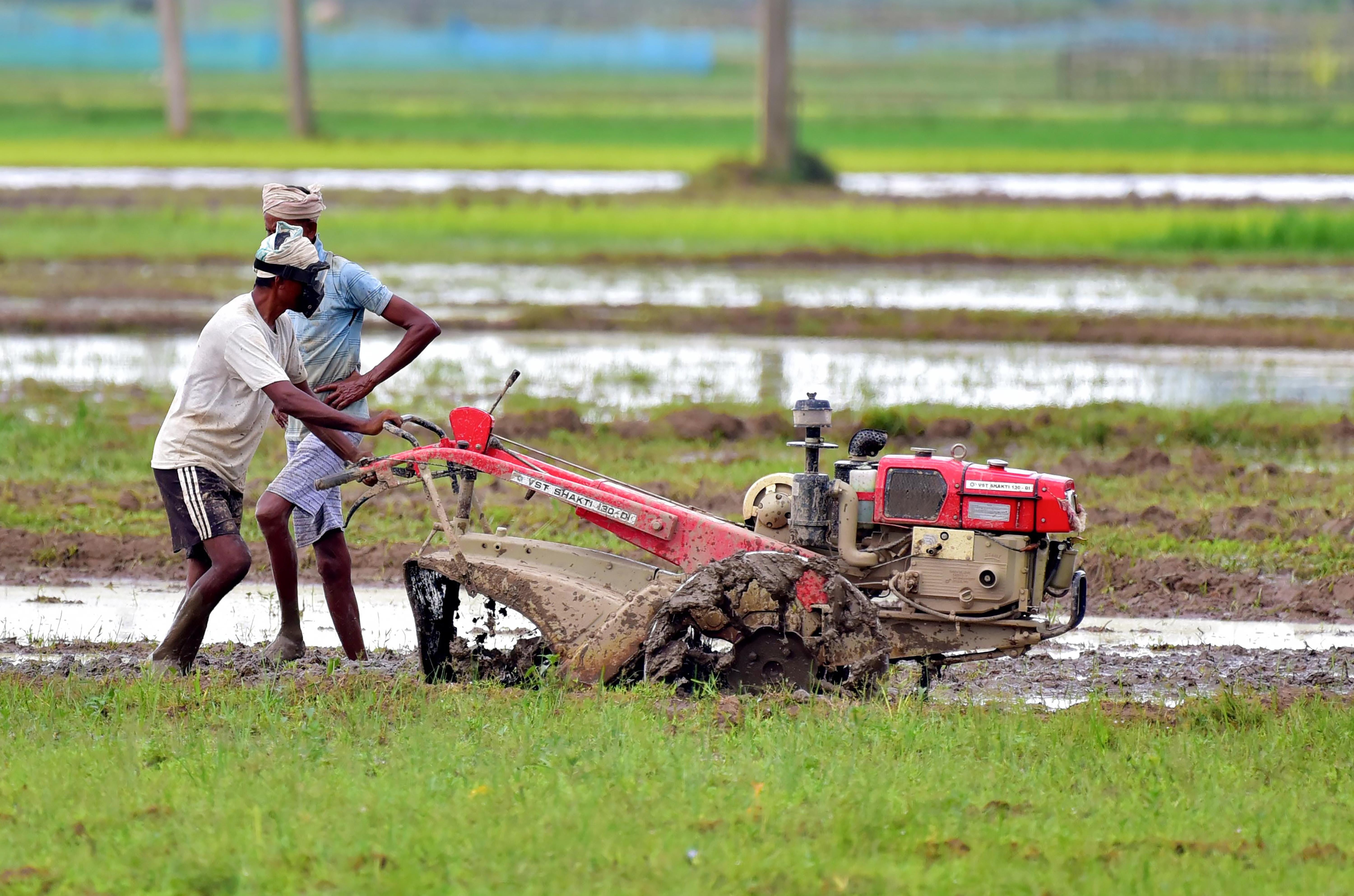 Kamrup: Farmers Begin Kharif Cultivation