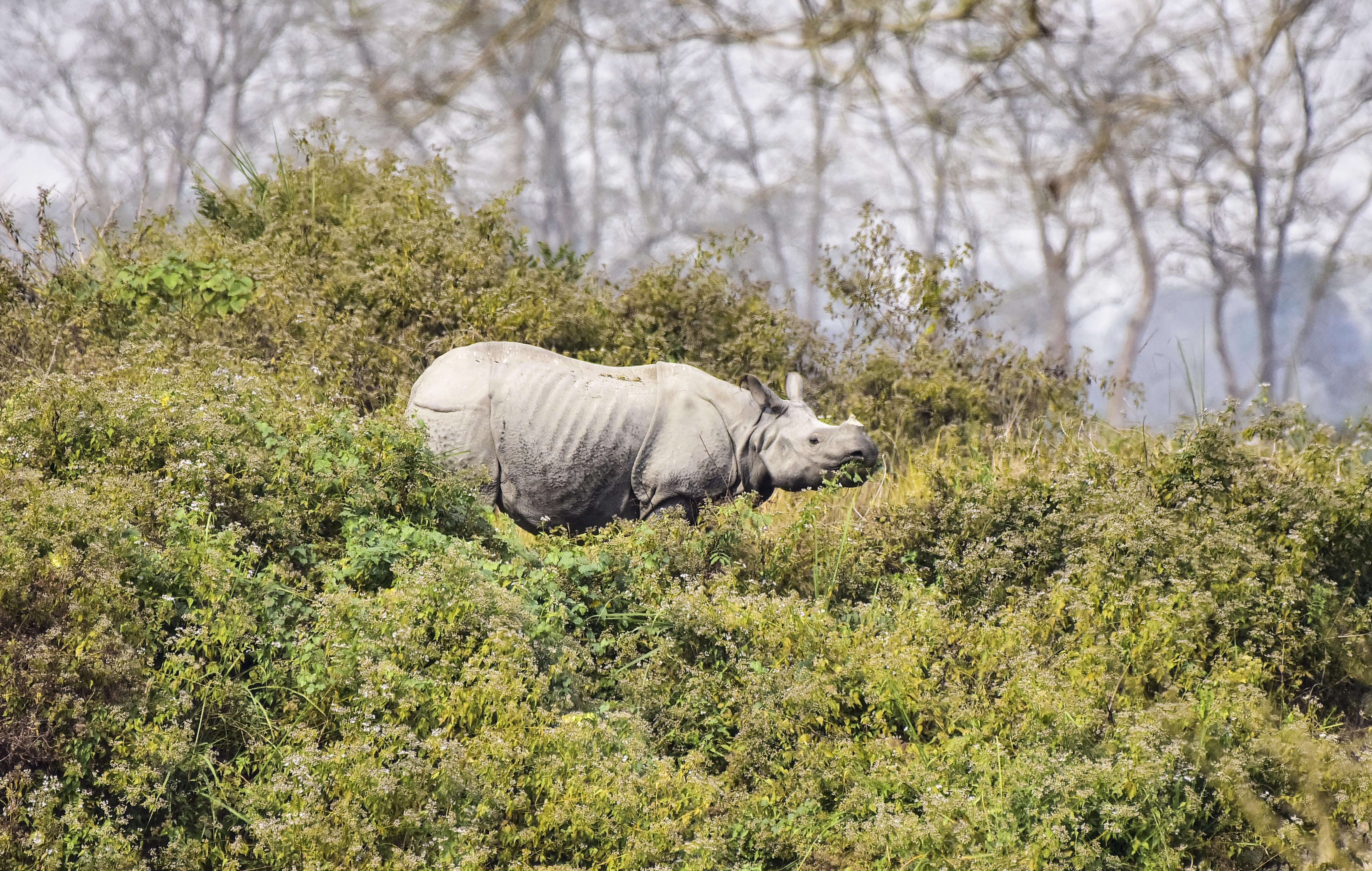 Kaziranga: Wildlife Spotted Inside National Park