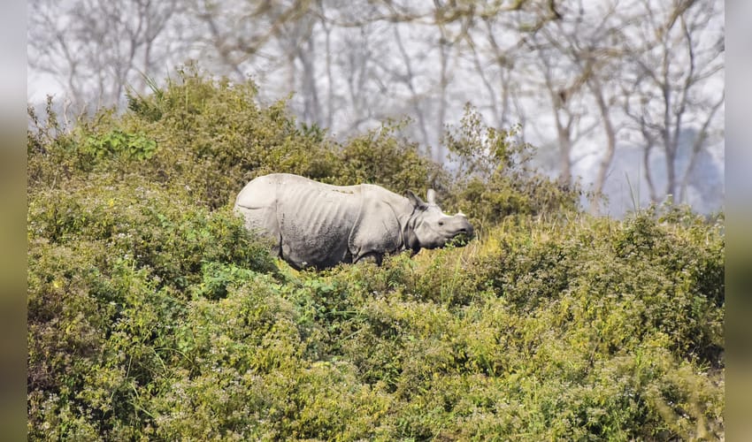 Kaziranga: Wildlife Spotted Inside National Park