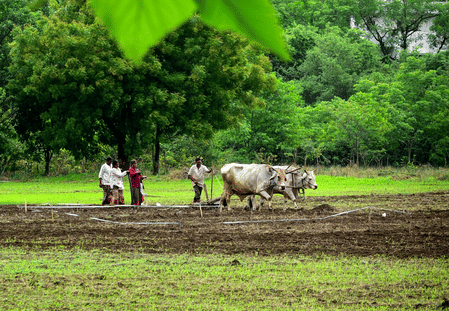 Kharif sowing hits 95 pc in Maharashtra; drought concerns loom over Marathwada