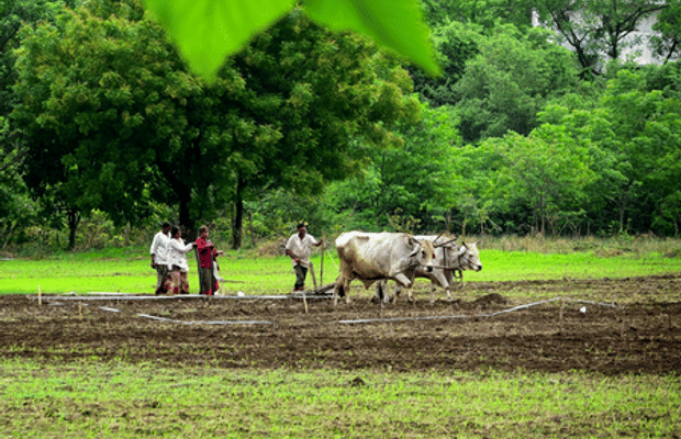 Kharif sowing hits 95 pc in Maharashtra; drought concerns loom over Marathwada
