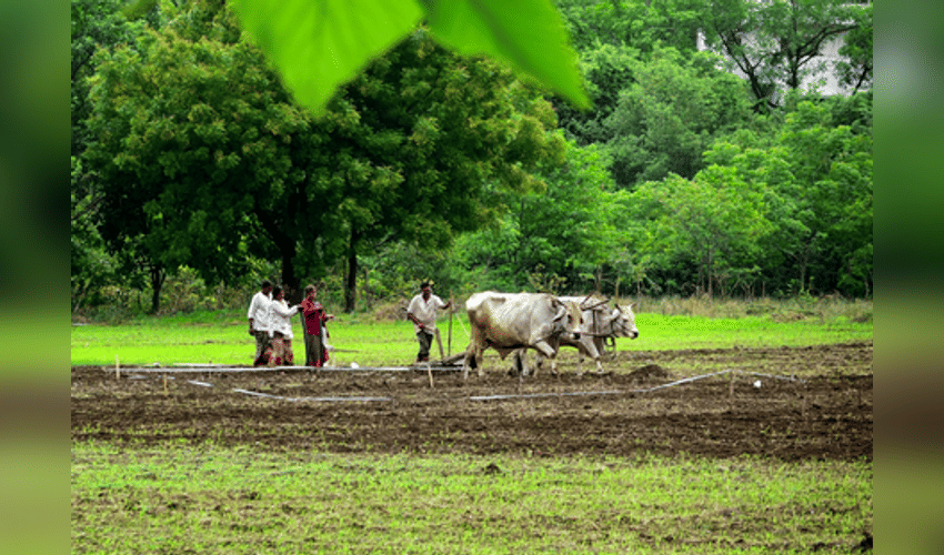 Kharif sowing hits 95 pc in Maharashtra; drought concerns loom over Marathwada