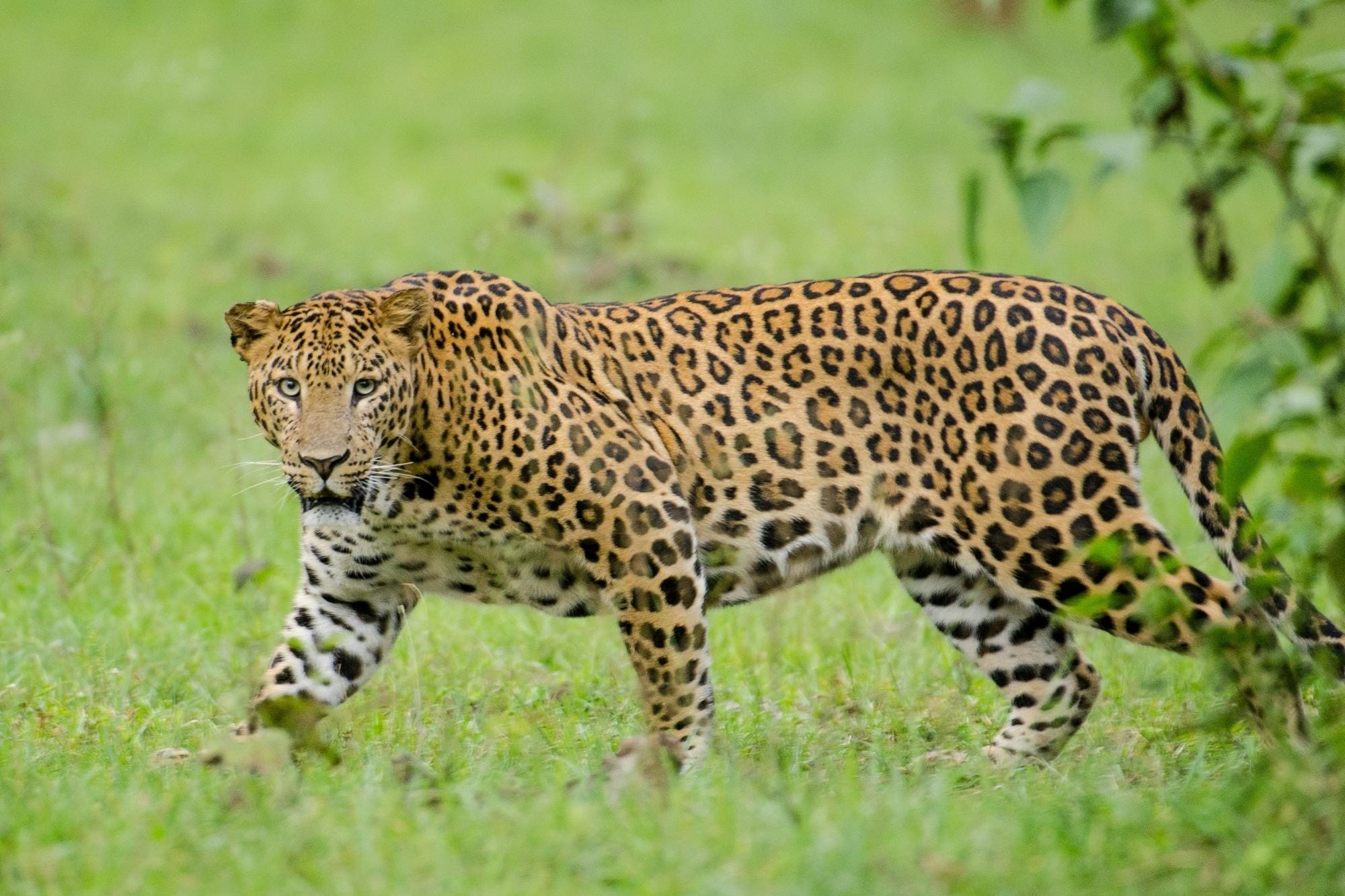Leopard has become a terror for the society, this is not the first incident
