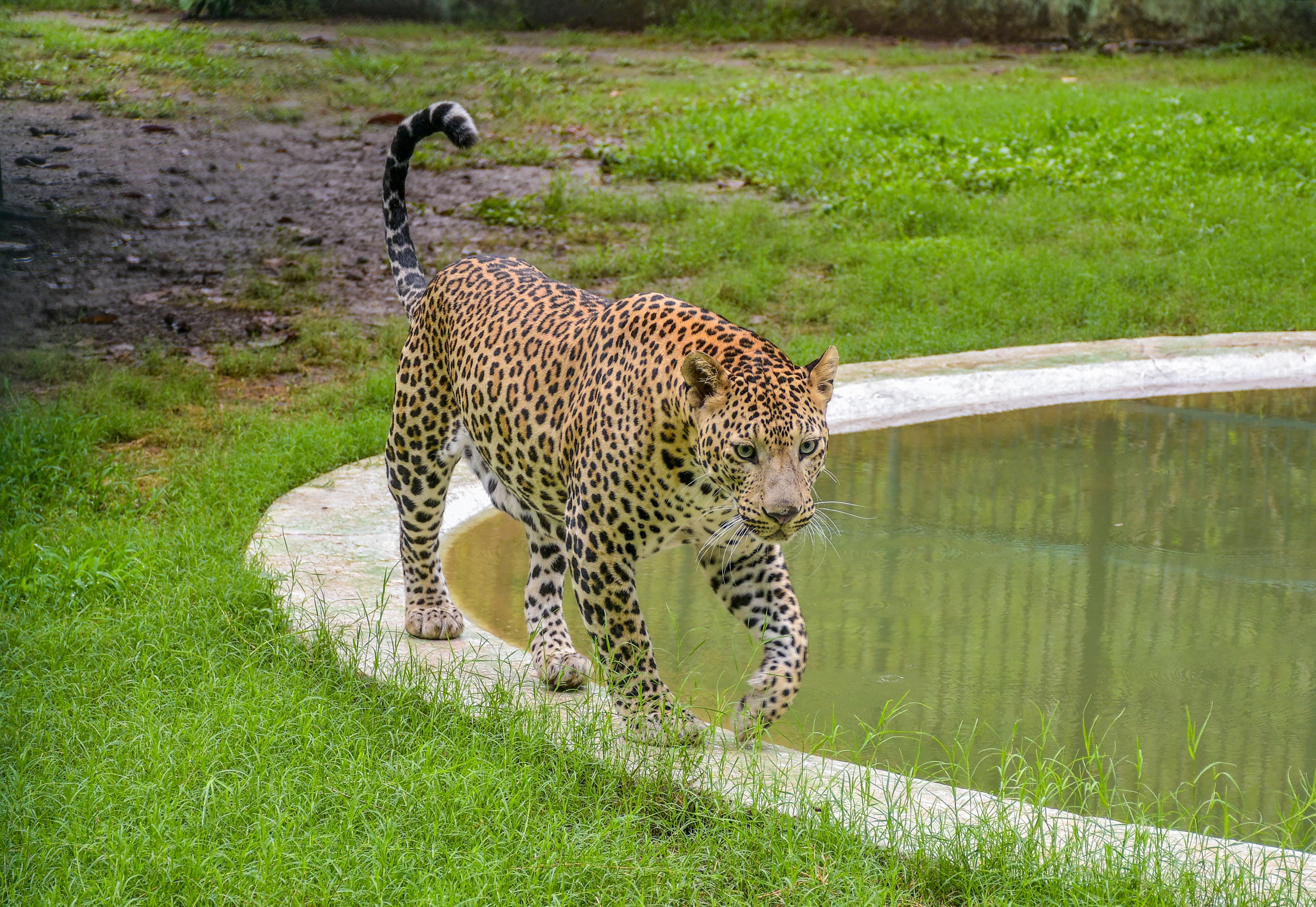 Leopard spotted 6th time near Bengaluru's Byadarahalli; residents seek immediate capture