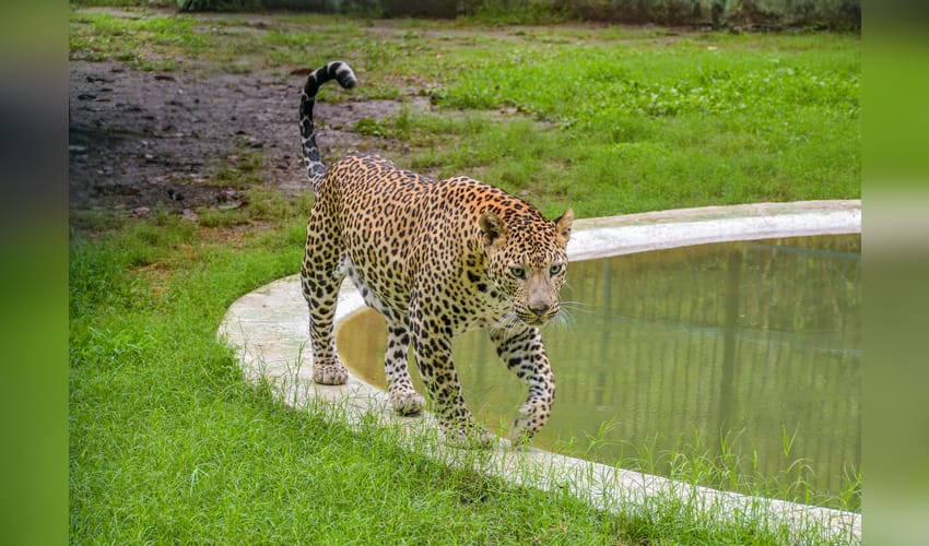 Leopard spotted 6th time near Bengaluru's Byadarahalli; residents seek immediate capture