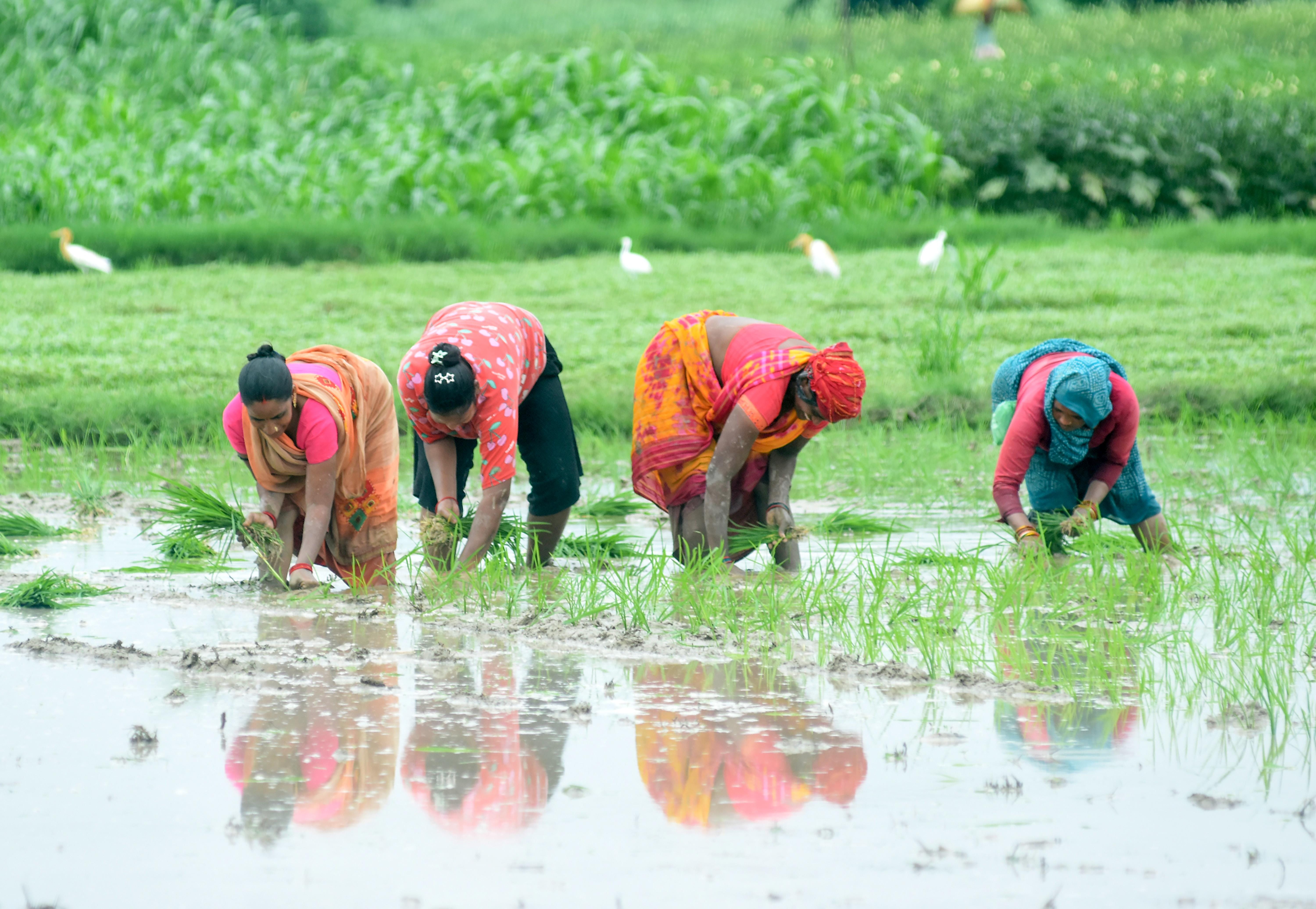 Lucknow: Farmers Transplant Paddy in Monsoon Fields 