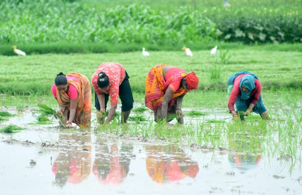 Lucknow: Farmers Transplant Paddy in Monsoon Fields