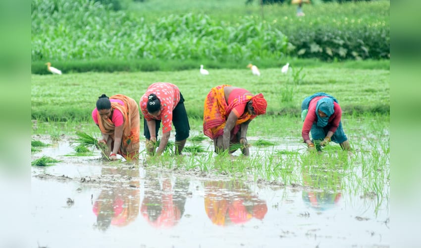 Lucknow: Farmers Transplant Paddy in Monsoon Fields