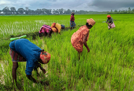Maha: 1.40 lakh farmers ineligible for loan waiver, relief for 16.96 lakh in two days (Photo: IANS)