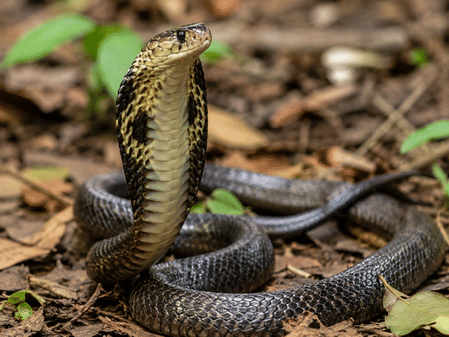 Maharashtra declares snakebite a notified disease to ensure vaccine tracking and timely treatment