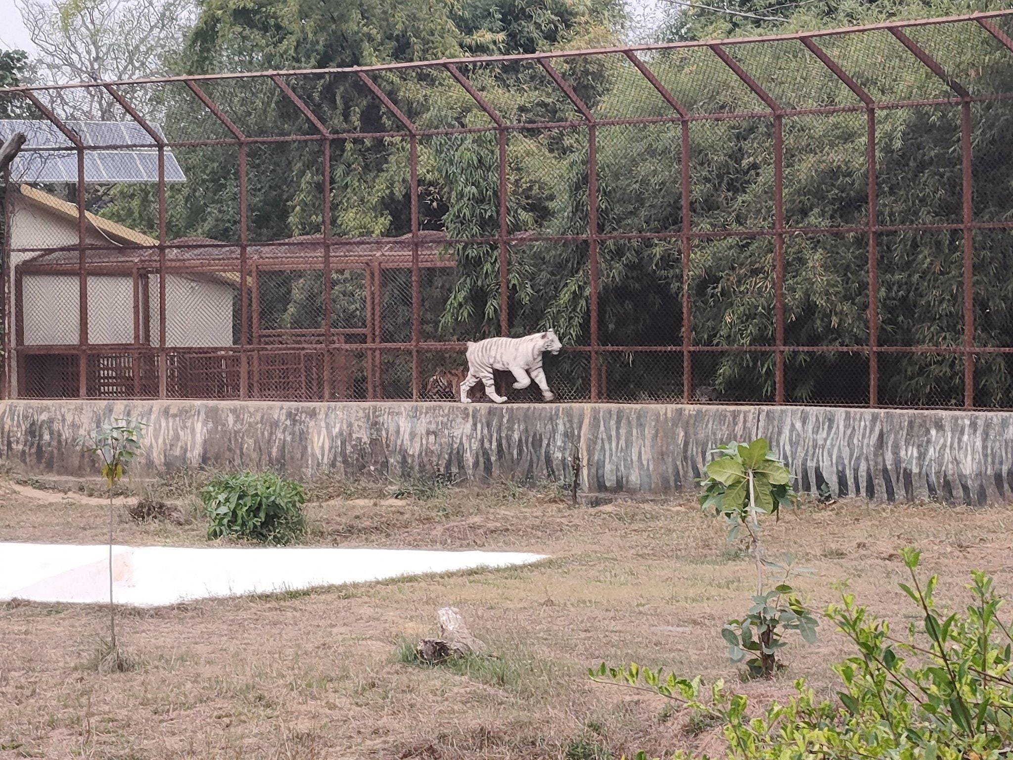 MP govt plans to double Mukundpur White Tiger Safari area (Photo: @sanju1950/X)