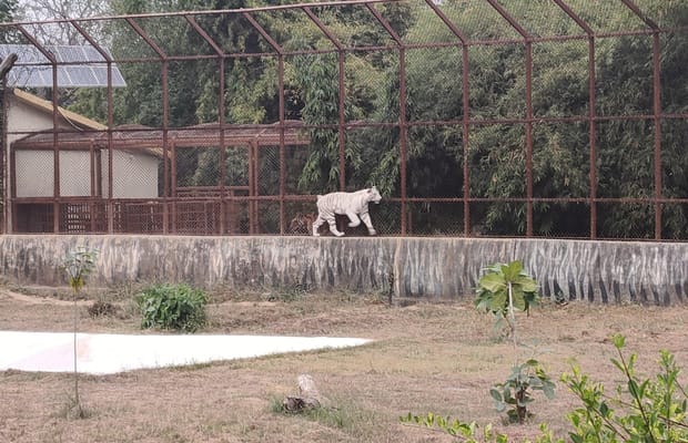 MP govt plans to double Mukundpur White Tiger Safari area (Photo: @sanju1950/X)