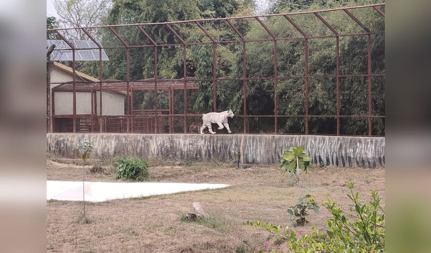 MP govt plans to double Mukundpur White Tiger Safari area (Photo: @sanju1950/X)