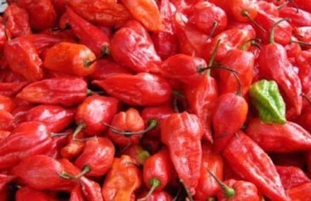 Naga King Chilli cultivation emerges as major rural income source in Nagaland