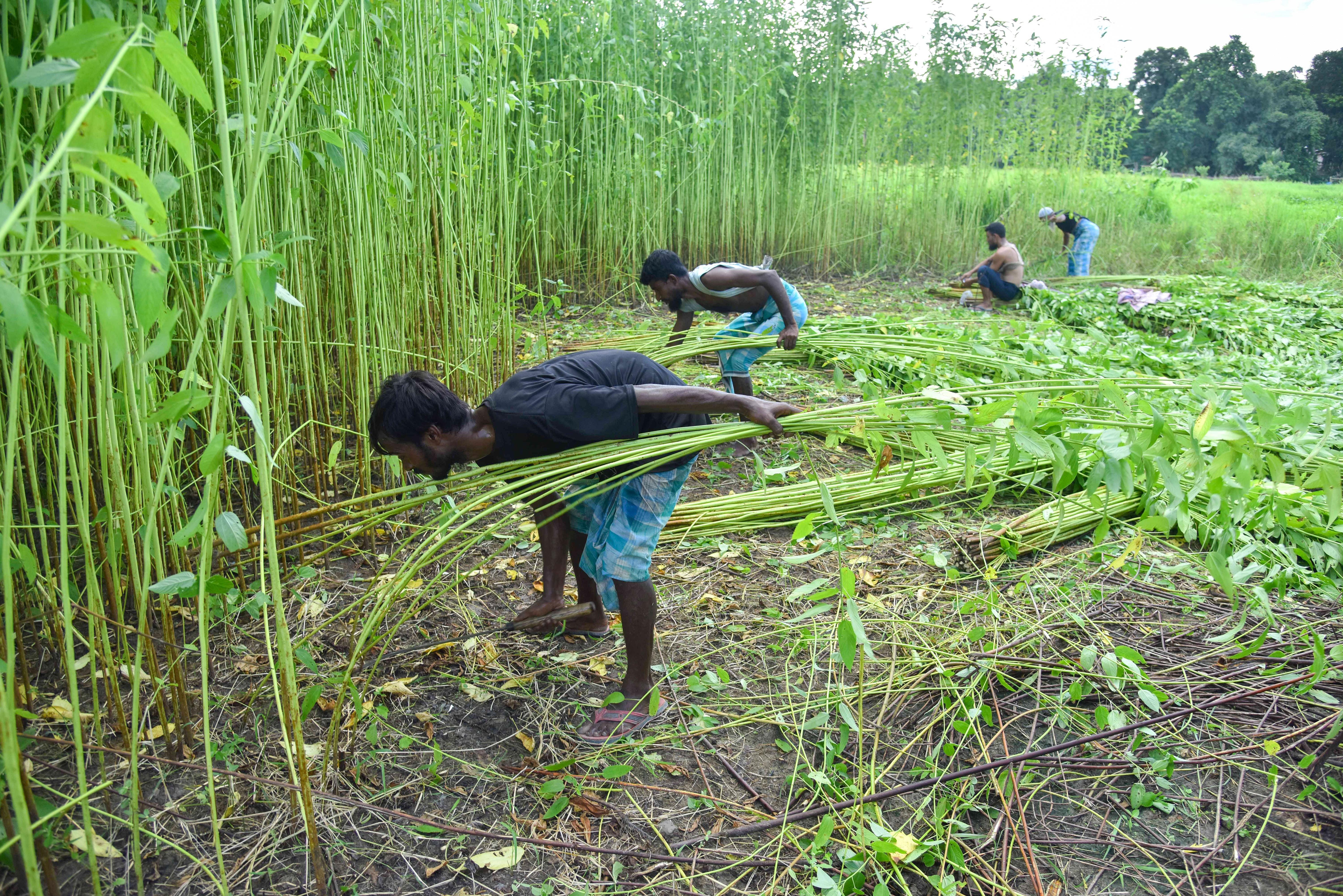 Nagaon: Farmers harvest jute