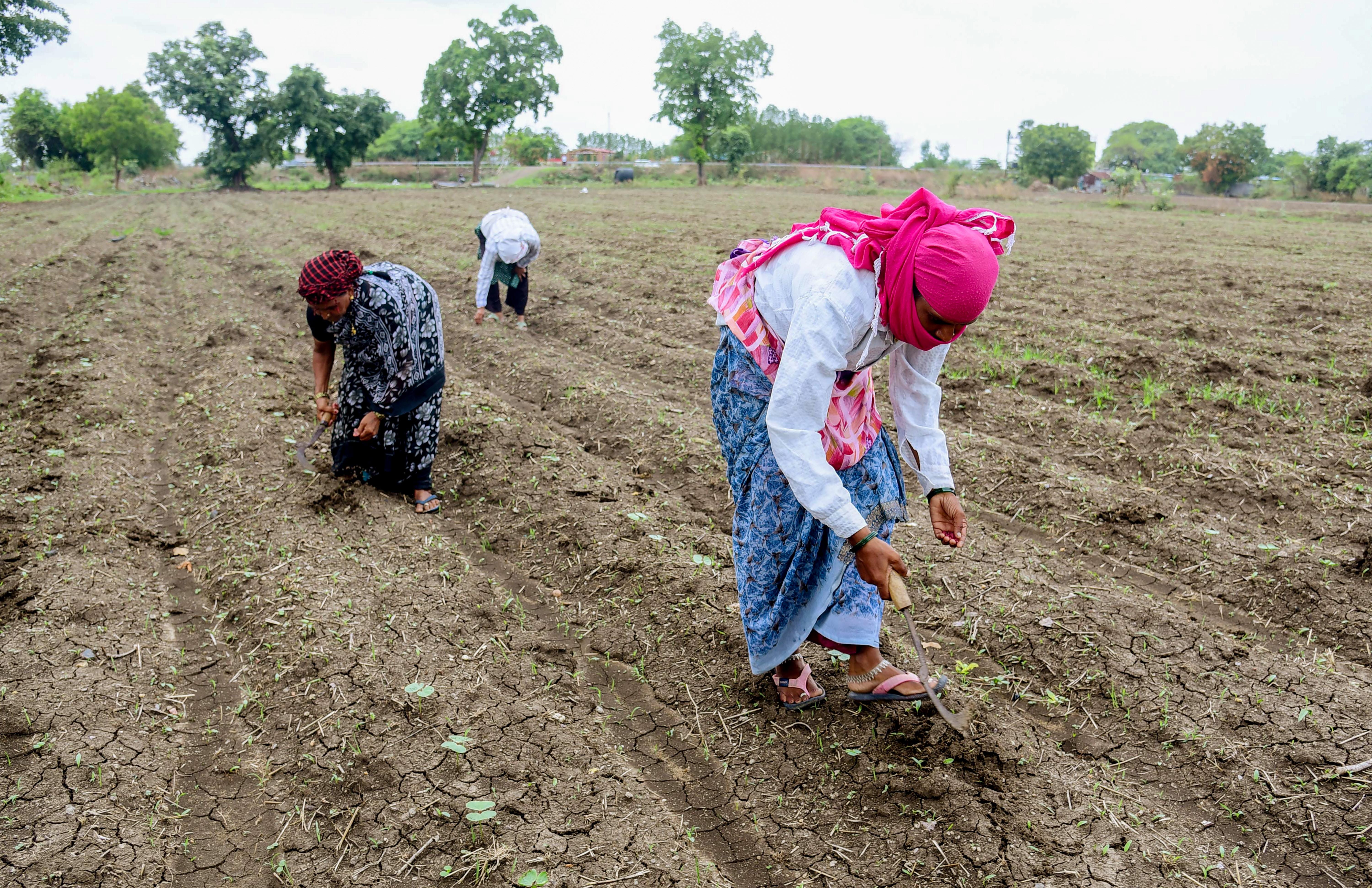 Nagpur: Farmers Begin Kharif Sowing with Monsoon Onset