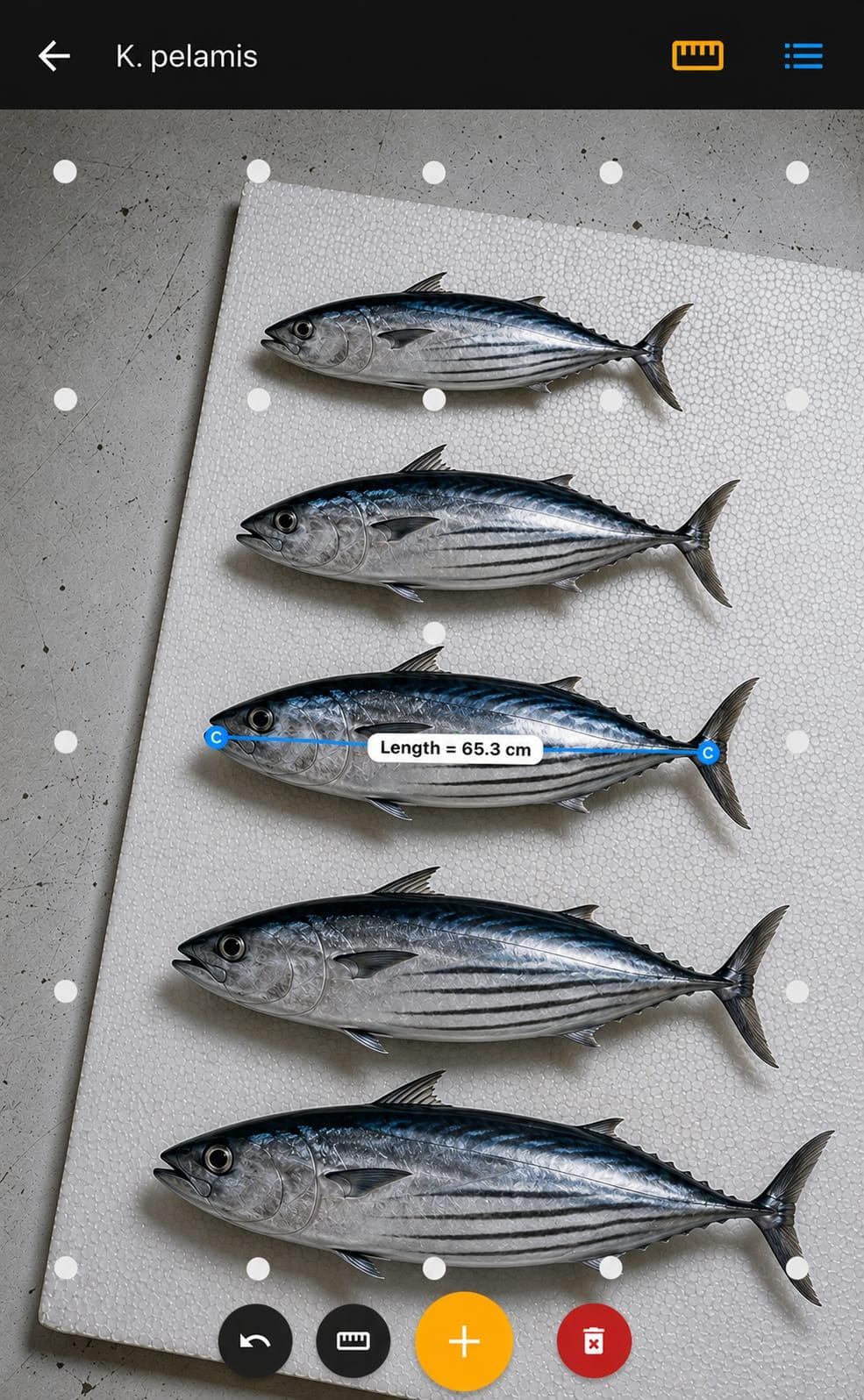 New CMFRI app measures fish without touching them