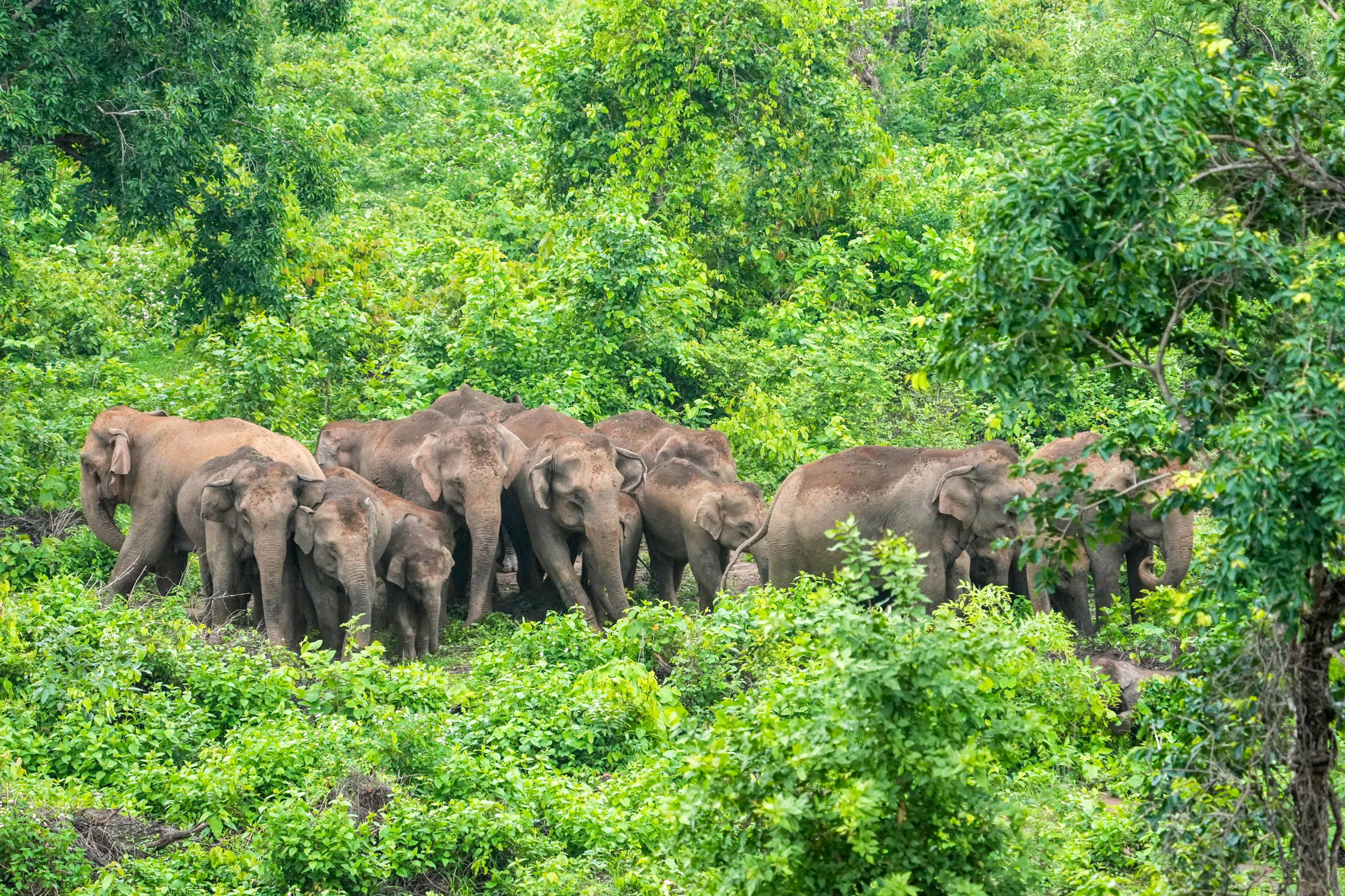 Palamu: Herd of wild elephants spotted at tiger reserve