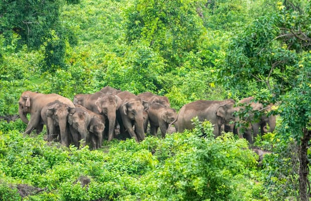 Palamu: Herd of wild elephants spotted at tiger reserve