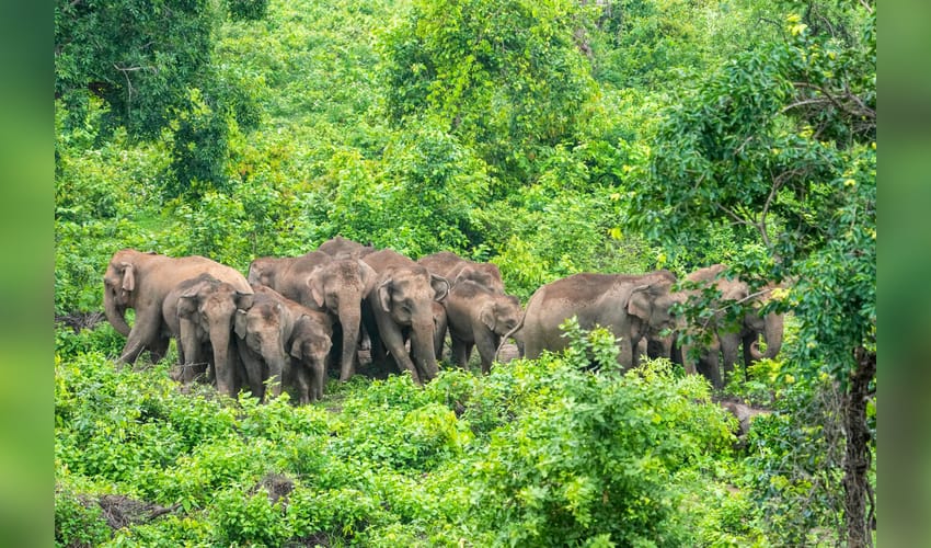 Palamu: Herd of wild elephants spotted at tiger reserve