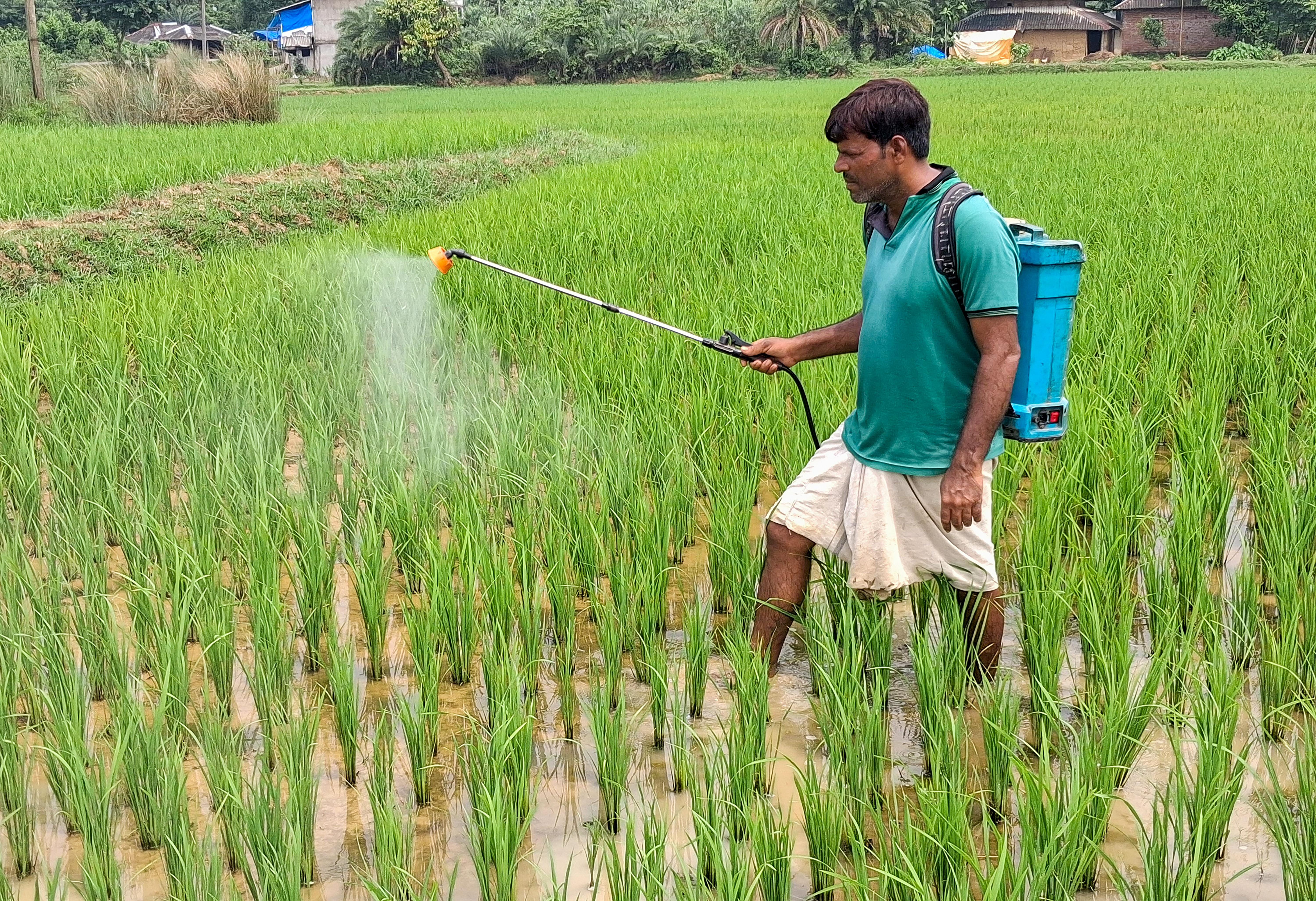 Paschim Medinipur: Farmers Spray Pesticides on Paddy Fields 