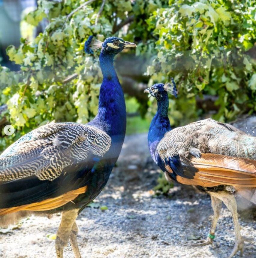 'Photo of the Week': UN celebrates arrival of five peacocks gifted by India at Ariana Park in Geneva 