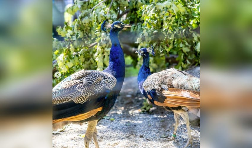 'Photo of the Week': UN celebrates arrival of five peacocks gifted by India at Ariana Park in Geneva