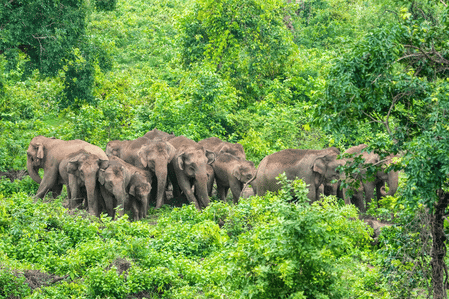 Plantation worker killed in wild elephant attack in Kerala's Idukki