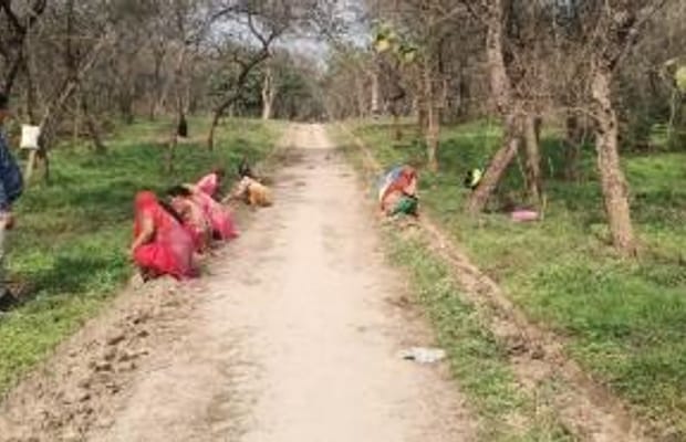 Punjab to expand tree cover, enhance biodiversity through JICA