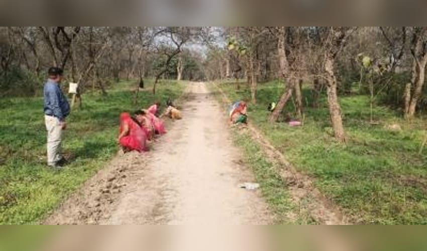 Punjab to expand tree cover, enhance biodiversity through JICA