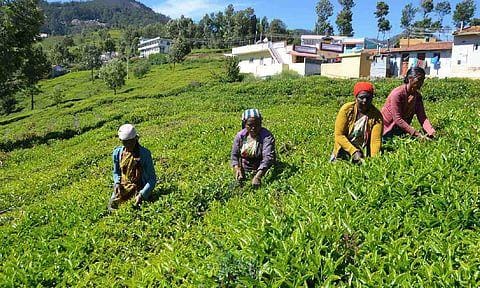 Rainfall deficit impacts tea leaf output in TN's Nilgiris